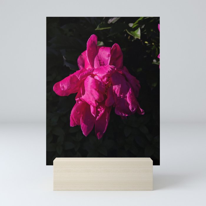 Pink flower HD  Mini Art Print