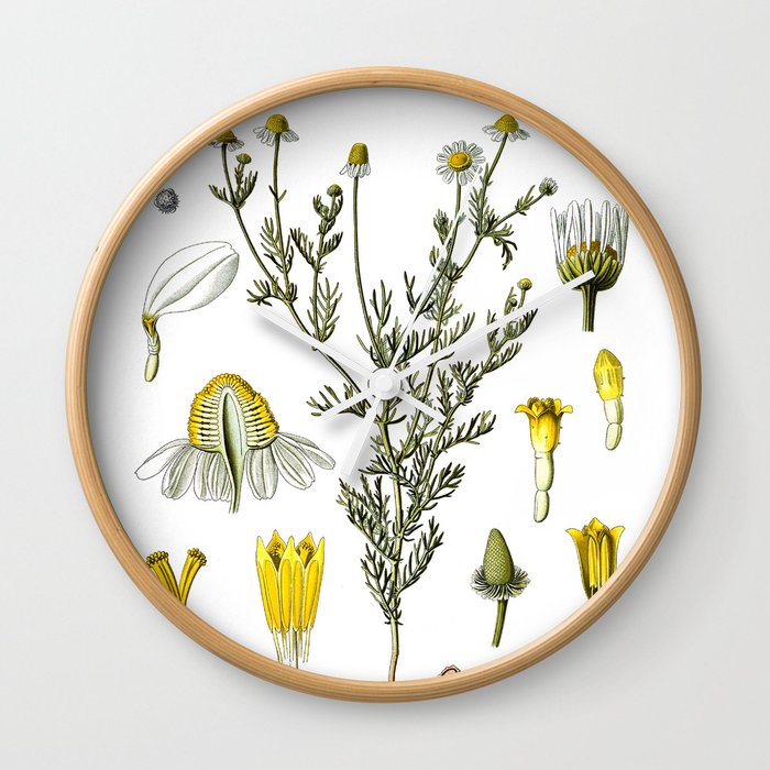 Nature, botanical print, flower poster art of Chamomile Wall Clock