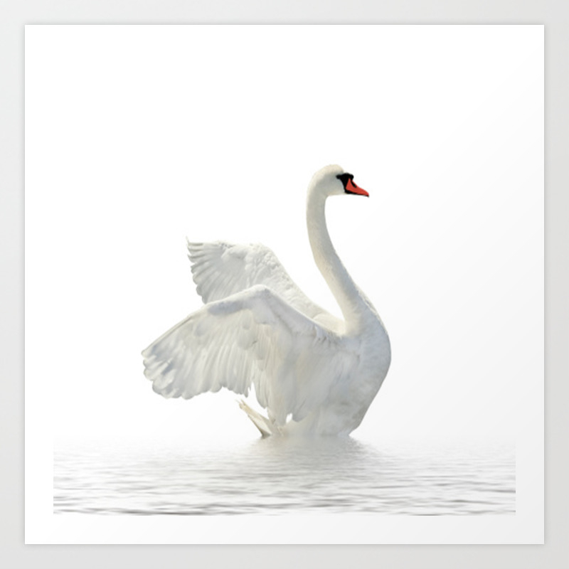 drawing-elegant-swan-at-home