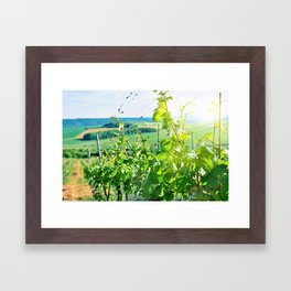 Vineyard Framed Art Print