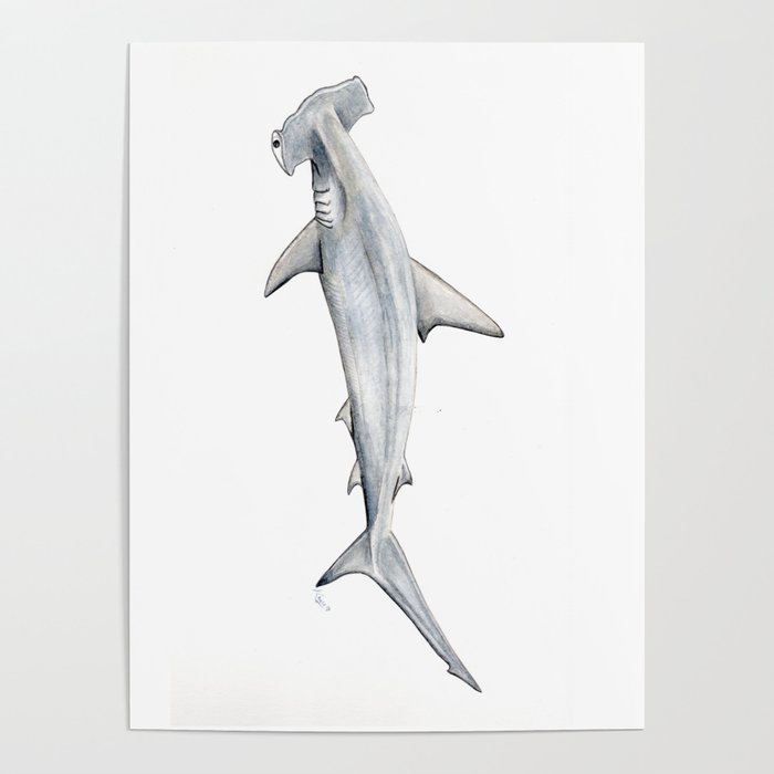 Hammerhead shark for shark lovers, divers and fishermen Poster