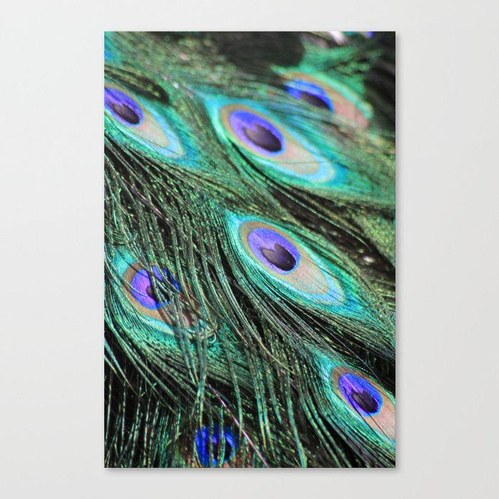 peacock feathers Canvas Print