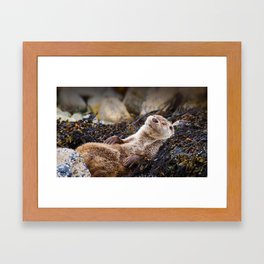 Otters Framed Art Print | Urchin, Cute, Shell, Crab, Painting, Oyster, Otter, Otters, Seaside, Clam 