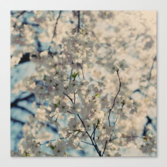 White Spring Canvas Print