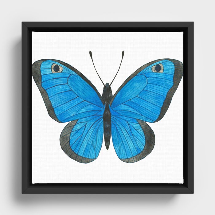 Morpho Butterfly Illustration Framed Canvas