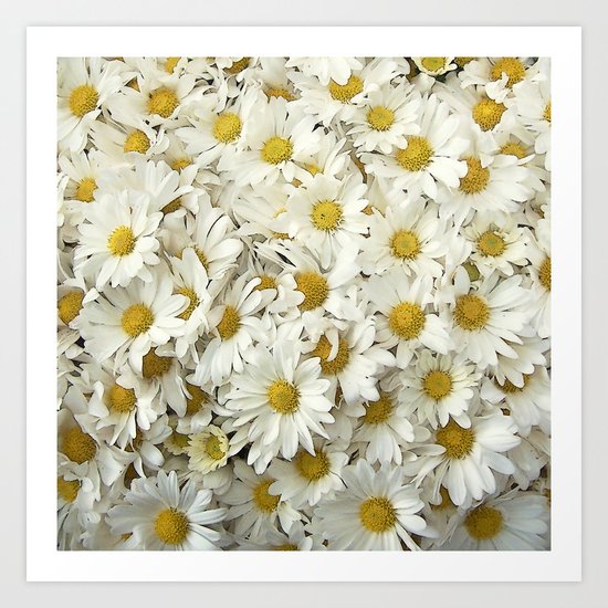 Daisy Mum Profusion Art Print