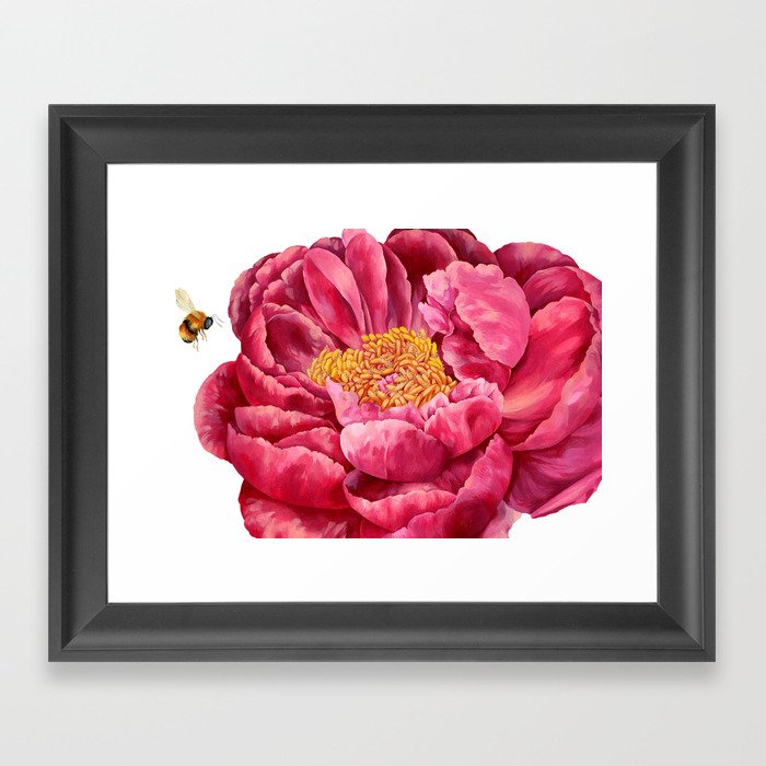 Crimson Peony  Framed Art Print