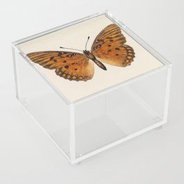 Moths and Butterflies by Denton Acrylic Box