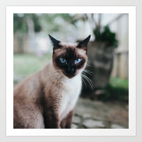 Blue-eyed Cat Art Print