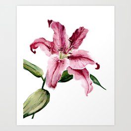 Stargazer Lily Art Print
