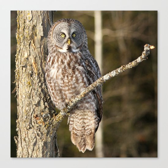 Basking in the afternoon sun Canvas Print