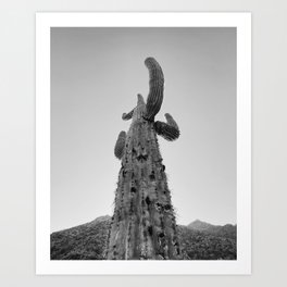 Cactus in Arizona Art Print