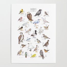 Birds of the Pacific Northwest Poster