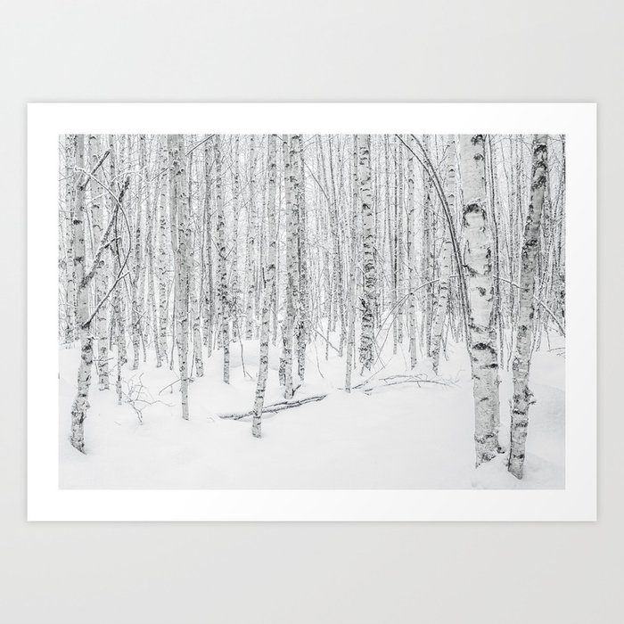 Swedish Birch Trees Art Print