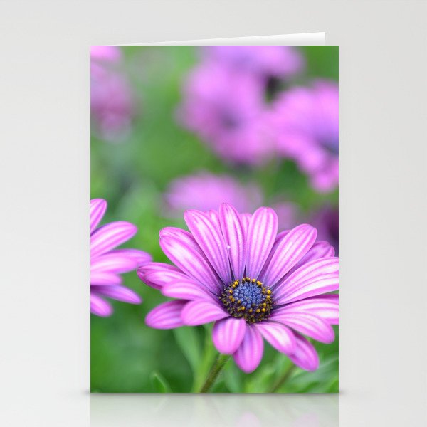 Lavender African Daisies Stationery Cards