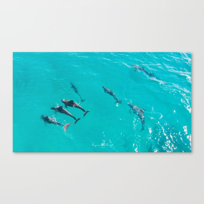 Isla Mujeres, Delfines en mar Caribe II Canvas Print