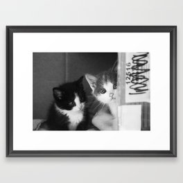 Street Cats Framed Art Print | Kittens, Photo, Photograph, Adorable, Black, Black And White, White, Pet, Graffiti, Kitty 