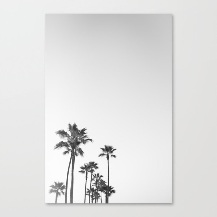 Black and White California Palms Canvas Print