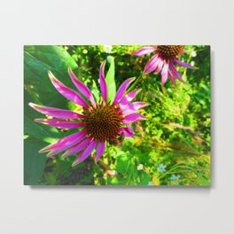 Eastern purple coneflower ( Echinacea purpurea) & a Bee Metal Print | Botanical, Purpleconeflower, Blooms, Photo, Herbs, Nature, Echinacea, Vegetation, Blooming, Hedgehogconeflower 