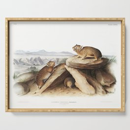 Little Chief Hare  from the viviparous quadrupeds of North America  illustrated by John Woodhouse Audubon Serving Tray