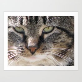 A Portrait of a Cat Named Captain  Art Print