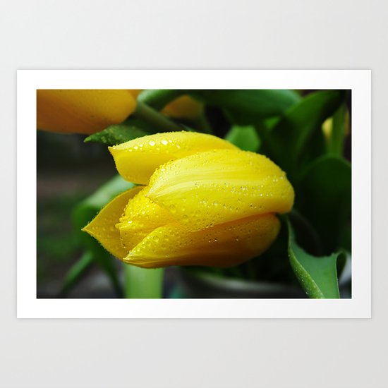 Yellow Tulip Art Print