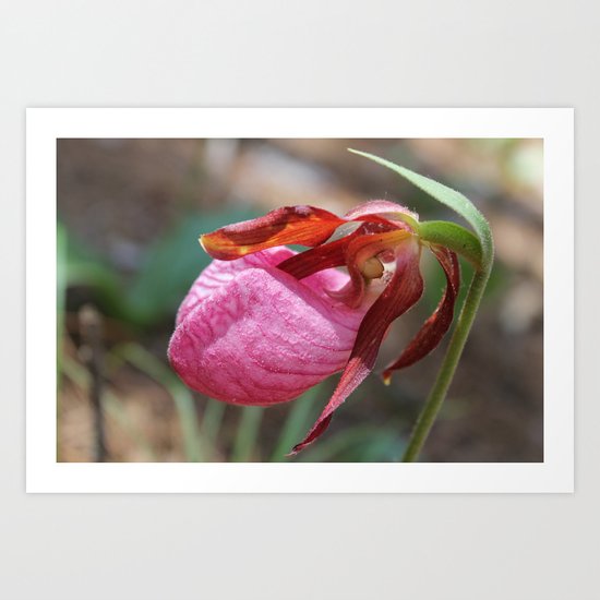 The Pink Lady Slipper Art Print