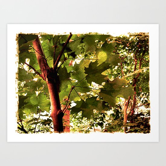 Maple Art Print