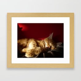 Maine Coon Kitten in Red Decor Framed Art Print