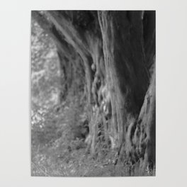 Avenue of Trees Poster