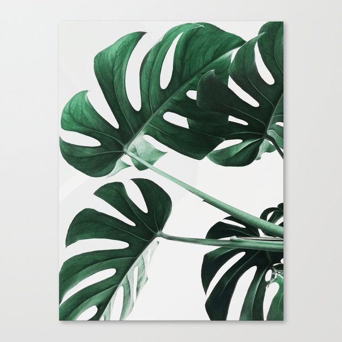 Monstera Leaves Plant Green Scandinavian Minimal Modern