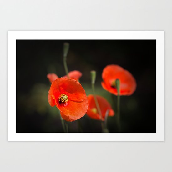 Poppies enjoying the sun... Art Print