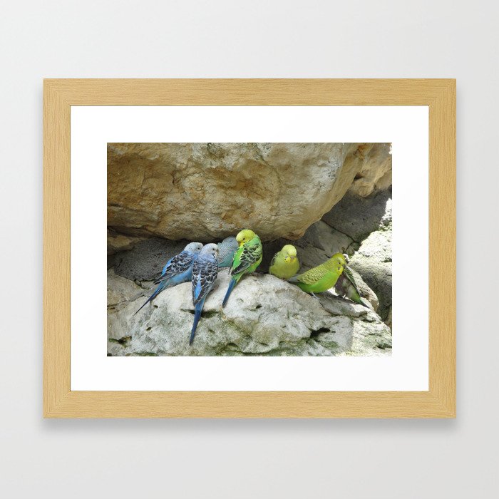 Flock of parakeets Framed Art Print