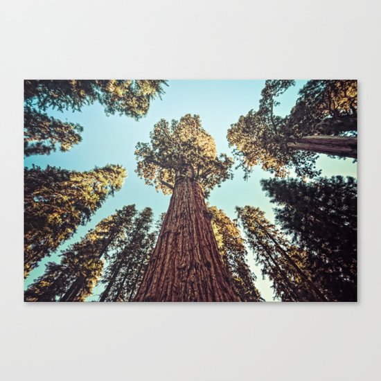 The Largest Tree in the World Canvas Print