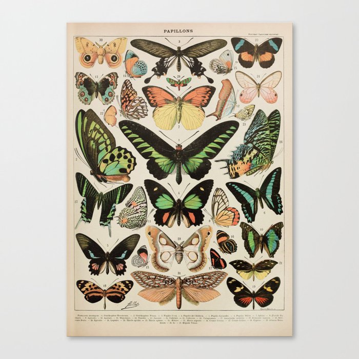 Papillon II Vintage French Butterfly Chart by Adolphe Millot Canvas Print