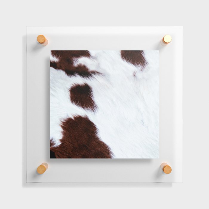 White Cowhide with Brown Spots Floating Acrylic Print