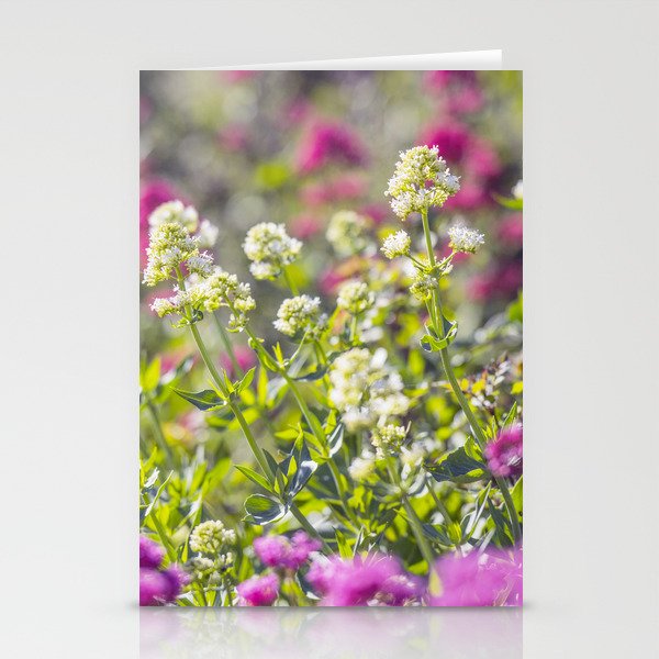 Centranthe Stationery Cards