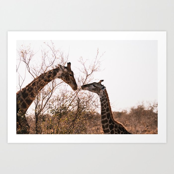 Giraffes, South Africa, Kruger National Park || African wildlife, Art Print Art Print