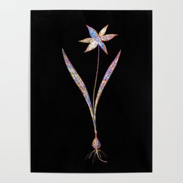 Floral Tulipa Celsiana Mosaic on Black Poster