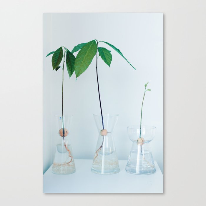 Avocadoplants Canvas Print