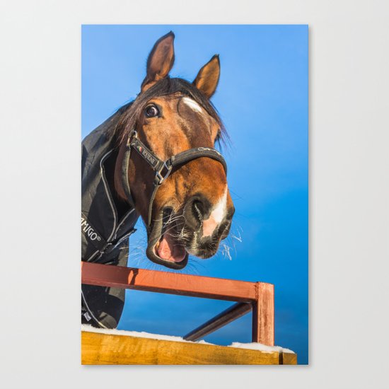 Laughing horse Canvas Print