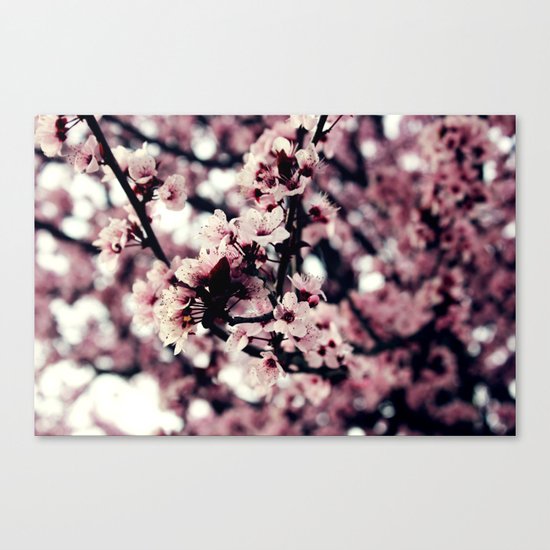 Cherry blossom Canvas Print