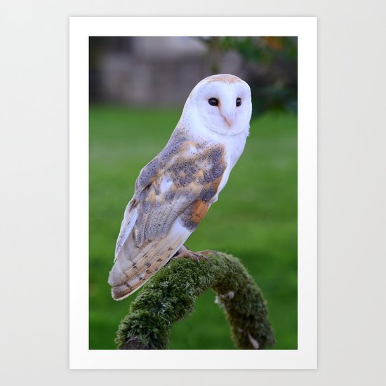 Barn Owl Art Print