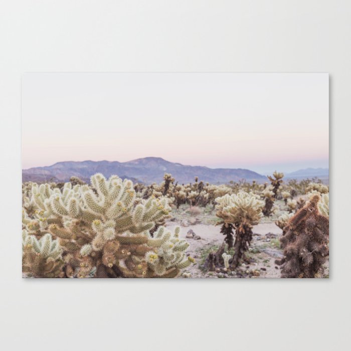 Joshua Tree Cholla Cactus Garden at Sunset Canvas Print