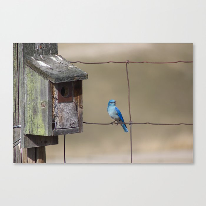 Mountain Bluebird at Home Canvas Print
