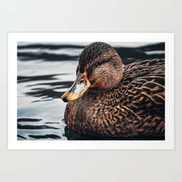 Ms. Mallard II. Photograph Art Print