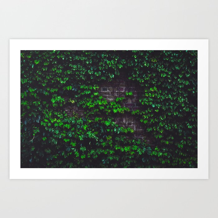 Green Ivy on the Brick Wall (Color) Art Print