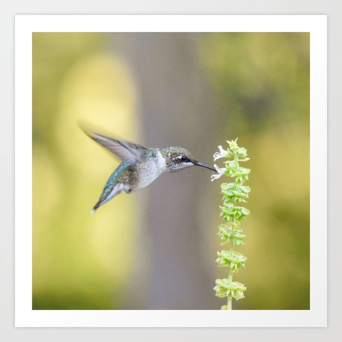 Hummingbird Lightness and Joy Art Print