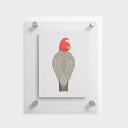 Whimsy Gang-Gang Cockatoo Floating Acrylic Print
