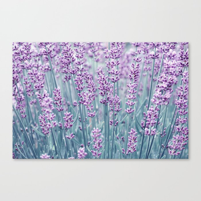 Lavender 0182 Canvas Print